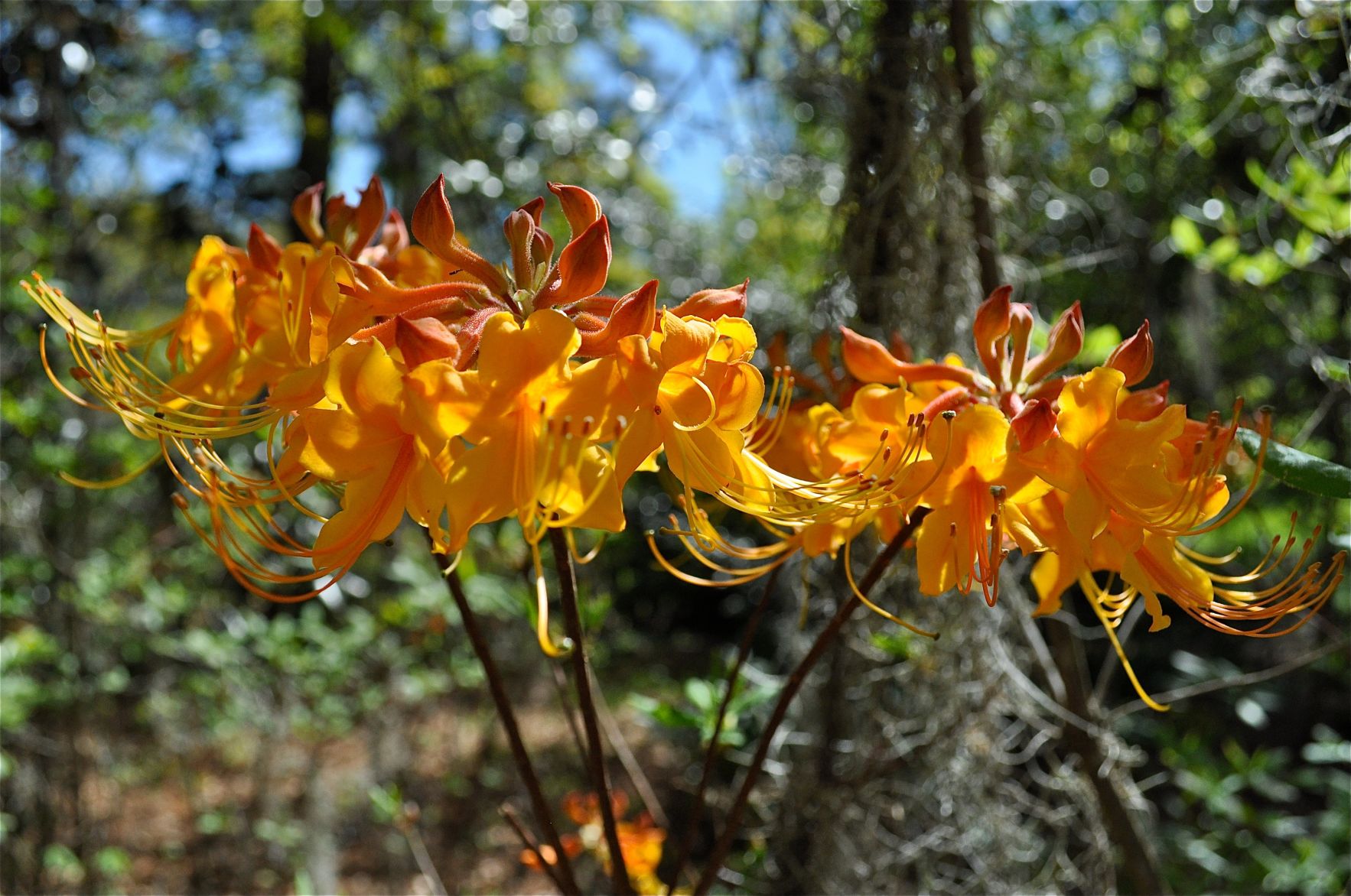 A native azalea closeup Magnolia.jpg (copy)